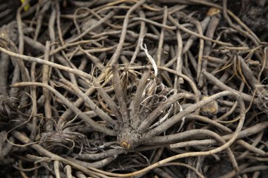 Şifalı bitki dalları