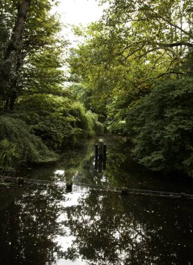 Ağaçlarda göl manzarası