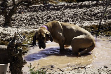 Avcı köpek Bloodhound