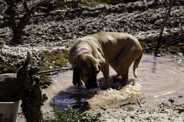 Avcı köpek Bloodhound