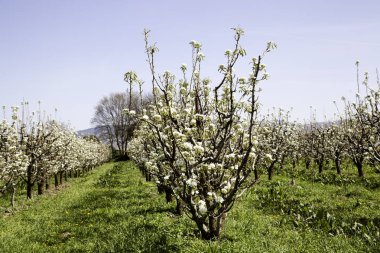 Badem ağaçları çiçek
