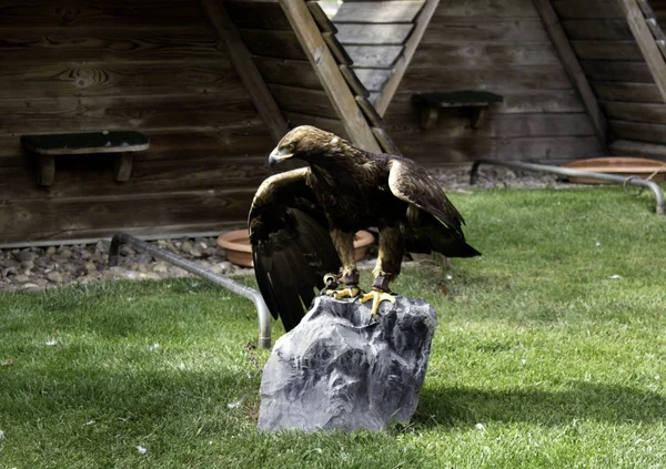Eagle verkliga falkenering — Stockfoto