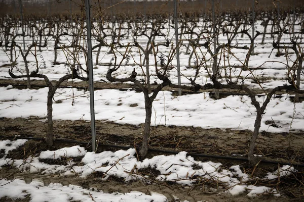 Vignobles naturels congelés — Photo