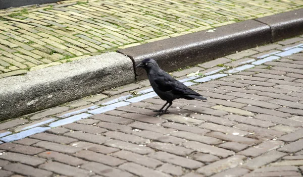 Raven zwarte straat — Stockfoto