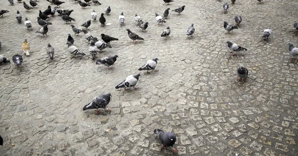 Dove yeme Sokağı — Stok fotoğraf