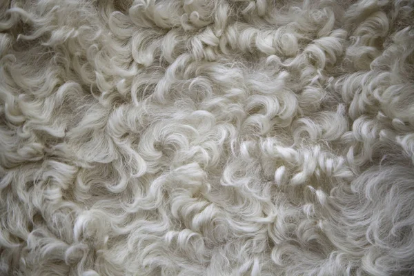 Sheep wool texture — Stock Photo, Image