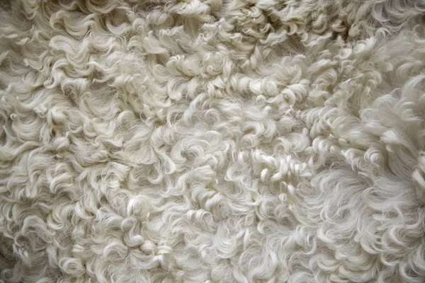 Текстура овечьей шерсти — стоковое фото