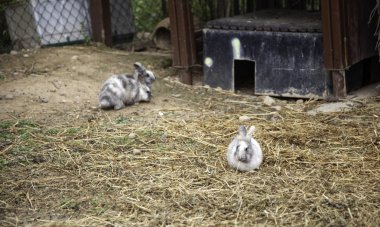 Tavşan angora çiftliği
