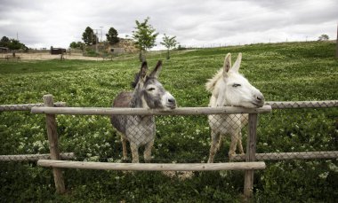 Donkeys on farm clipart