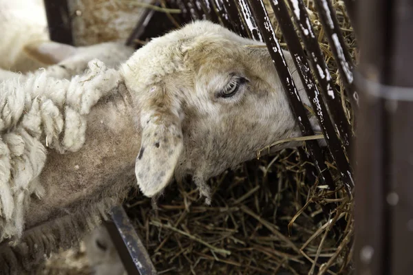 Sheep in farm — Stock Photo, Image