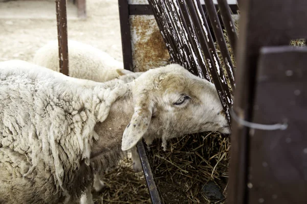 Sheep in farm — Stock Photo, Image