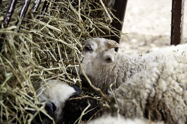 Sheep in farm — Stock Photo, Image