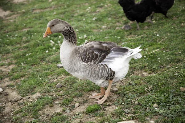 Gans auf Bauernhof — Stockfoto