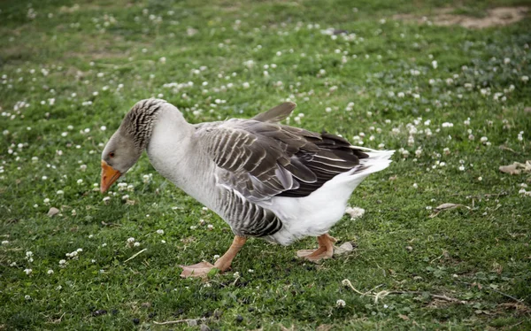 Gans auf Bauernhof — Stockfoto