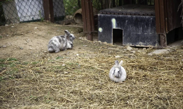 Allevamento di angora coniglio — Foto Stock