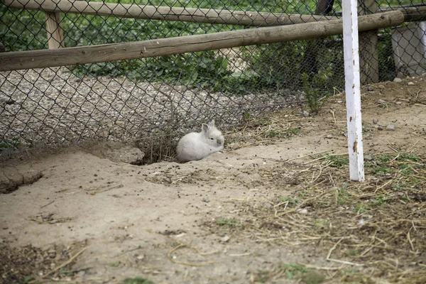 Quinta de coelhos angorá — Fotografia de Stock