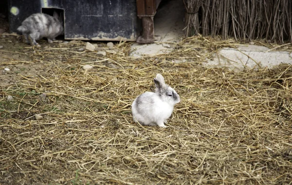 Ferme d'angora de lapin — Photo