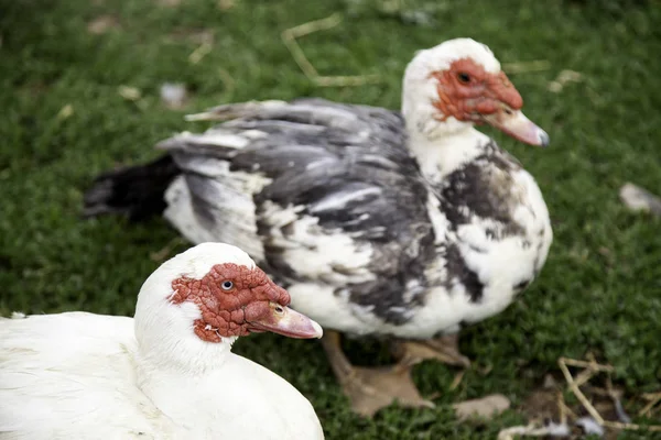 Gans auf Bauernhof — Stockfoto