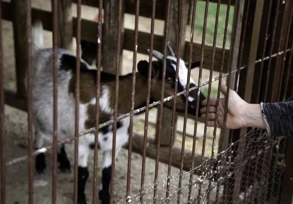 Goat in farm — Stock Photo, Image