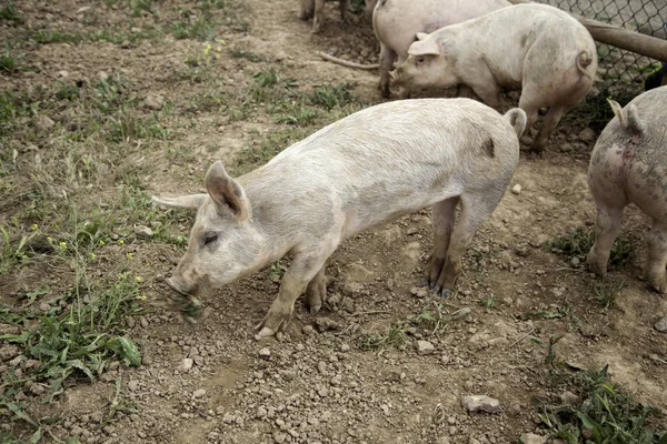 Schweine auf Bauernhof — Stockfoto