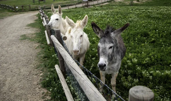 Burros en la granja — Foto de Stock