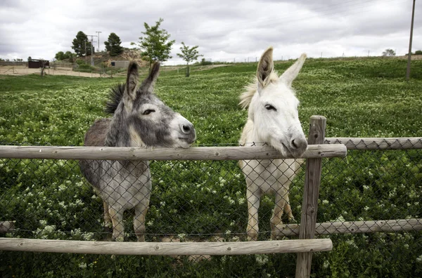 Ezels op boerderij — Stockfoto