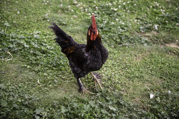 Kogut drobiu kura — Zdjęcie stockowe