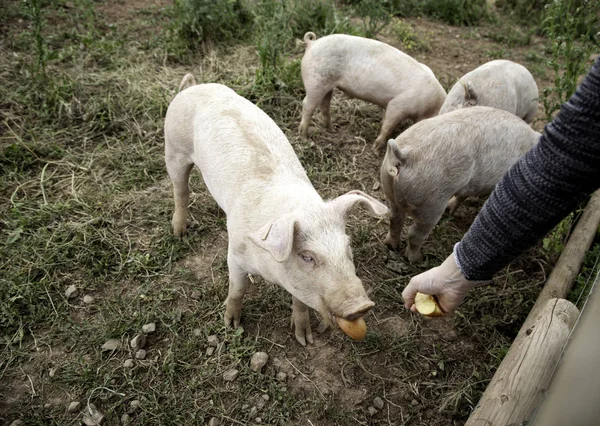 Schweine auf Bauernhof — Stockfoto