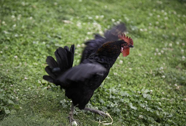 Курица-петух — стоковое фото