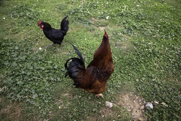 鶏の家禽鶏 — ストック写真