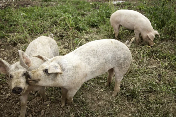 Schweine auf Bauernhof — Stockfoto