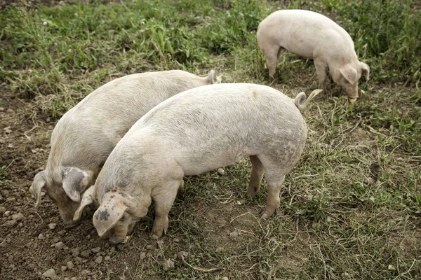 Schweine auf Bauernhof — Stockfoto