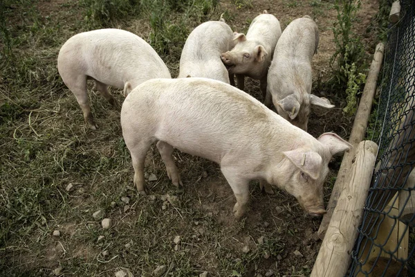 Varkens op boerderij — Stockfoto
