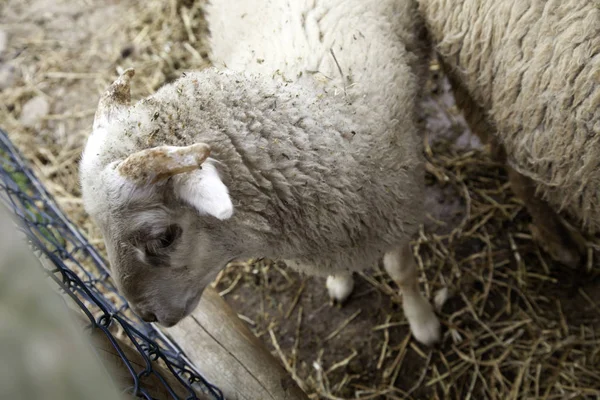 Sheep in farm — Stock Photo, Image