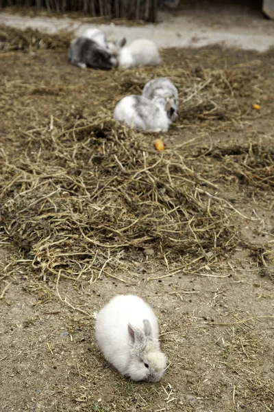 Allevamento di angora coniglio — Foto Stock