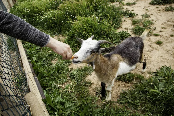 Caprinos na exploração agrícola — Fotografia de Stock