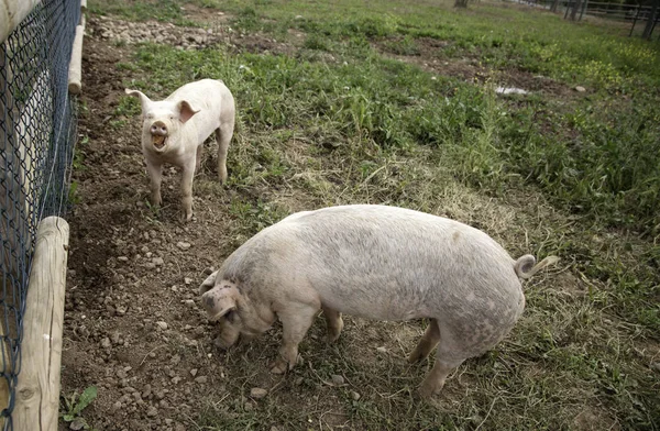 Porcs à la ferme — Photo