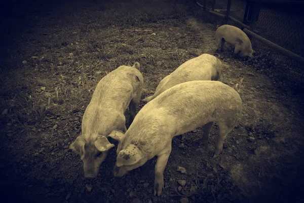 Varkens op boerderij — Stockfoto