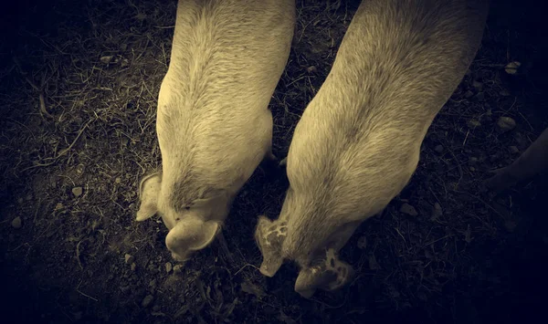 Pigs on farm — Stock Photo, Image