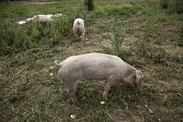 Schweine auf Bauernhof — Stockfoto