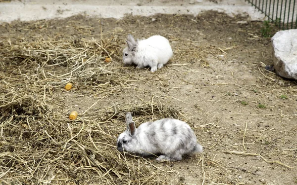 Konijn Angora boerderij — Stockfoto