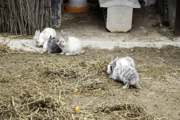 兔子安戈拉农场 — 图库照片