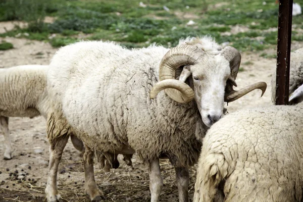 Πρόβατα σε αγρόκτημα — Φωτογραφία Αρχείου