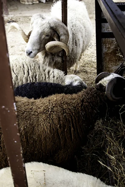 Овцы на ферме — стоковое фото