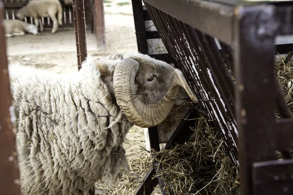Πρόβατα σε αγρόκτημα — Φωτογραφία Αρχείου