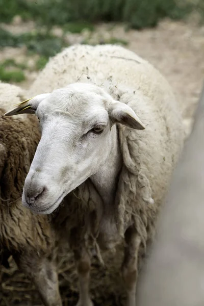 Moutons dans la ferme — Photo