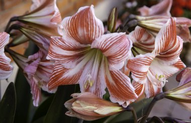 Bahçedeki çiçekler