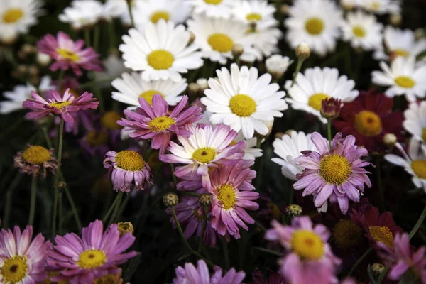 Gänseblümchen im Garten — Stockfoto