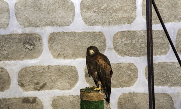 Falcoaria da águia selvagem — Fotografia de Stock