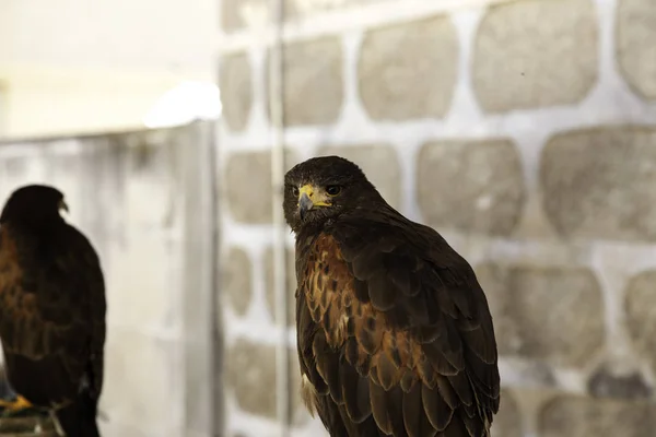 Falcoaria da águia selvagem — Fotografia de Stock